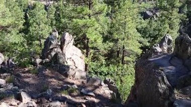 Çam ormanında yürüyüş. Griffith Springs, Flagstaff, Arizona.