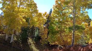 Sarı bir Aspen 'de yürüyüş, Populus tremuloides, sonbaharda orman. Kar kasesi, Flagstaff, Arizona.