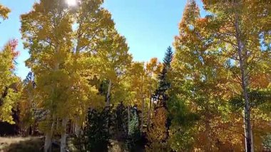 Sarı bir Aspen 'de yürüyüş, Populus tremuloides, sonbaharda orman. Kar kasesi, Flagstaff, Arizona.