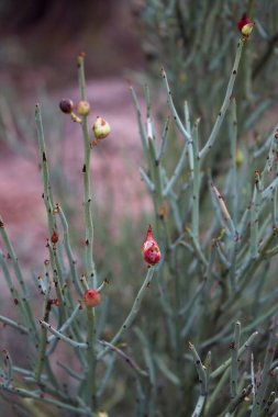 Mormon çayı, Ephedra nevadensis, kırmızı böğürtlenli, Arizona.