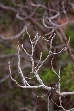 Arizona 'da bir ağacın kuru dallarına yakın..