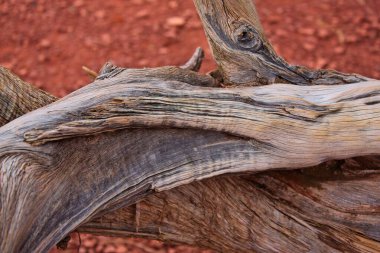 Sedona, Arizona 'da, Juniperus osteosperma adında bir Utah ardıçkuşunun bagajı..