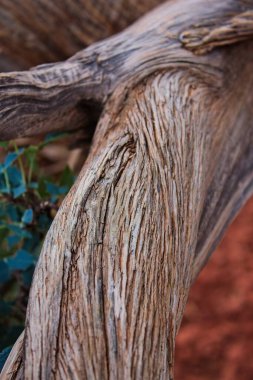 Sedona, Arizona 'da, Juniperus osteosperma adında bir Utah ardıçkuşunun bagajı..