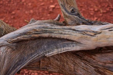 Sedona, Arizona 'da, Juniperus osteosperma adında bir Utah ardıçkuşunun bagajı..