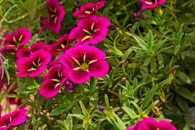 Bir grup canlı kabare İyi geceler öpücüğü, Calibrachoa melezi, çiçek, Arizona.