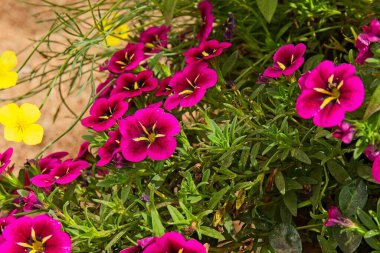 Bir grup canlı kabare İyi geceler öpücüğü, Calibrachoa melezi, çiçek, Arizona. Ayrıca birçok çöl altın gelincikleri, Escholzia glyptosperma vardır..