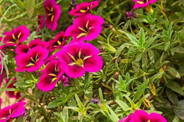Bir grup canlı kabare İyi geceler öpücüğü, Calibrachoa melezi, çiçek, Arizona.