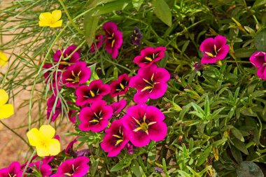 Bir grup canlı kabare İyi geceler öpücüğü, Calibrachoa melezi, çiçek, Arizona. Ayrıca birçok çöl altın gelincikleri, Escholzia glyptosperma vardır..