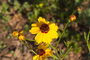 Hopi Blanketflower 'ın yakın plan fotoğrafı, aynı zamanda Red Dome Blanketflower veya Gaillardia pinnatifida, Arizona olarak da bilinir..