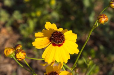 Hopi Blanketflower 'ın yakın plan fotoğrafı, aynı zamanda Red Dome Blanketflower veya Gaillardia pinnatifida, Arizona olarak da bilinir..
