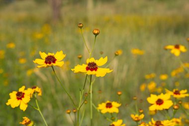 Hopi Blanketflower 'ın yakın plan fotoğrafı, aynı zamanda Red Dome Blanketflower veya Gaillardia pinnatifida, Arizona olarak da bilinir..