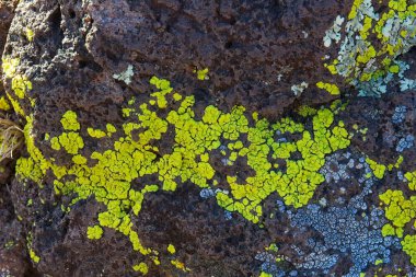 Sarı boya Lichen, pleopsidyum oksittonyum ve beyaz çöl beyni Lichen, Psora serebriforis, Arizona.