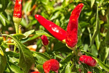 Arizona 'da kırmızı biber yakın plan..