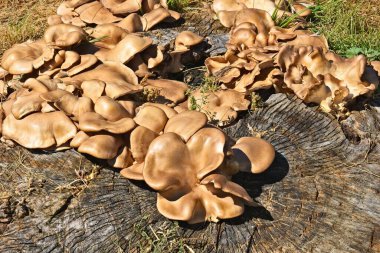 Pırıl pırıl, altın istiridye mantarları Pleurotus ostreatus, Arizona, ağaç kütüğünde büyüyor..