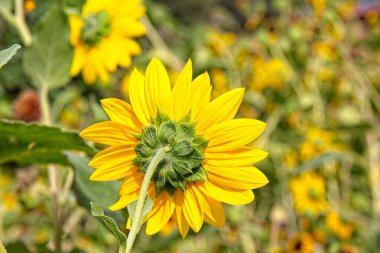 Helianthus Annuus adlı Ayçiçeğinin, Arizona 'daki bir ayçiçeği tarlasının arkası..