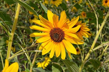 Helianthus Annuus, Arizona 'da bir ayçiçeği tarlasında..