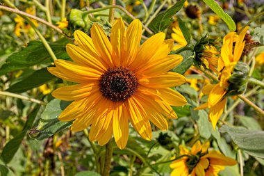 Helianthus Annuus, Arizona 'da bir ayçiçeği tarlasında..