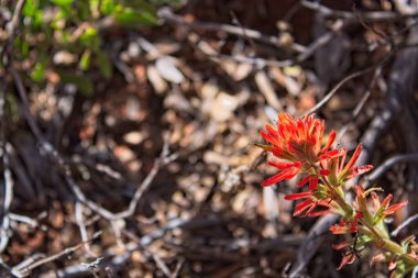 Canlı kırmızı boya fırçası (Hindistan boya fırçası ve çayır ateşi olarak da bilinir), Castilleja angustifolia (kromozom), Arizona.