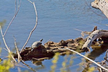 Batı Boyalı Kaplumbağa, Chrysemys picta, Watson Gölü, Granit Dells, Prescott, Arizona 'da bir kütükte güneşleniyor..