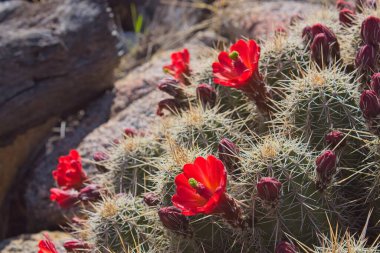 Claret-Cup Kaktüsü, Echinocereus triglochidiatus, canlı kırmızı çiçeklerle dolu. Arizona.