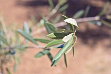 Zeytin ağacı yaprakları ve dalları birbirine yakın. Arizona.