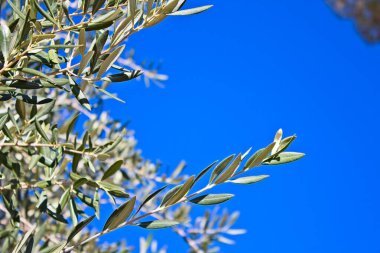 Zeytin ağacı yaprakları ve dalları birbirine yakın. Arizona.