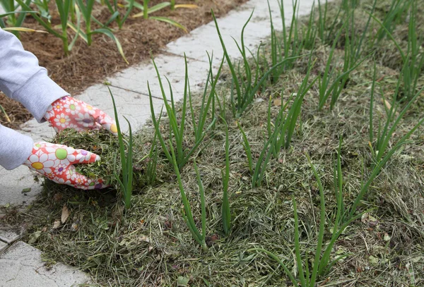 Soğanlar bahçede kuru çimlerin altında yetişir. Eldivenli bahçıvan organik çiftçilikteki bitkiler için hammadde bırakıyor.