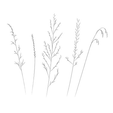 Saha ve çayır otları, siyah hat çizgisi. Tıbbi bitkilerin çizimi, vektör çizimi.