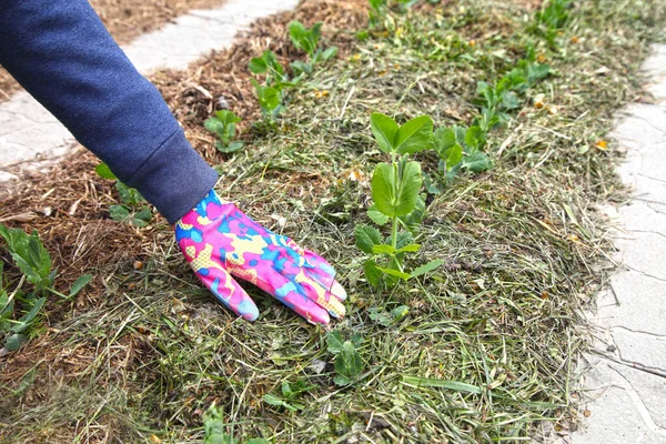 Bezelye ardarda, bir bahçıvanın eli kırsalda. Vejetaryen diyeti için bahçıvanlık, elle ekme ve organik tarım..