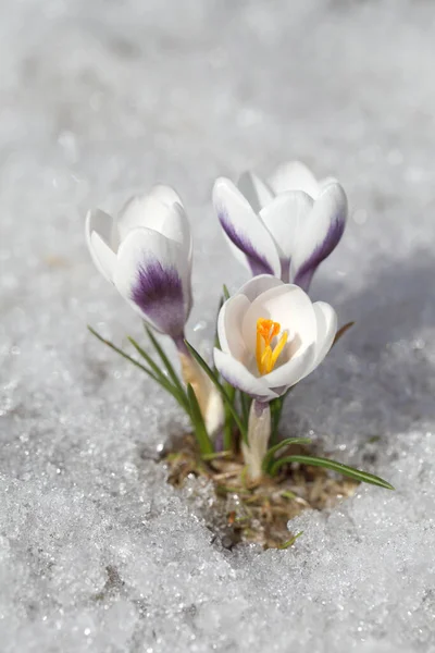 Fiori Primavera Crochi Bianchi Fioriscono Nel Parco Aprile Una Bella — Foto Stock