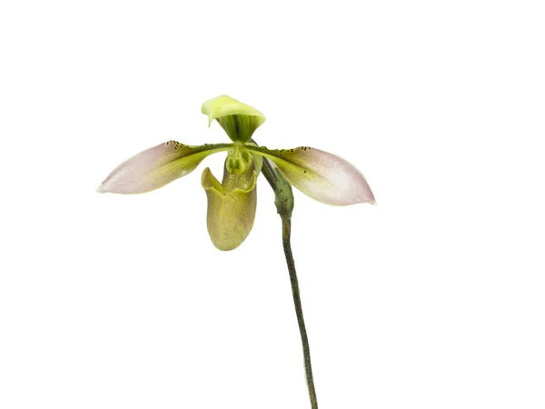 Isolato paphiopedilum orchidea o signora pantofola fiore su sfondo bianco — Foto Stock