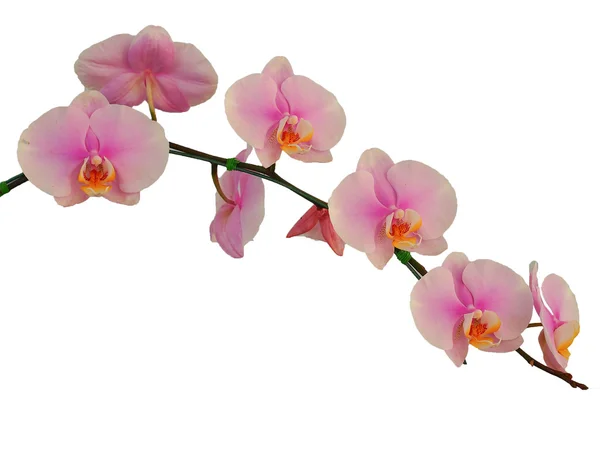 Fiori di orchidea rosa. Isolato su sfondo bianco . — Foto Stock