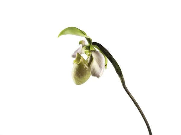 L'immagine di isolato paphiopedilum orchidea o signora pantofola fiore su sfondo bianco — Foto Stock