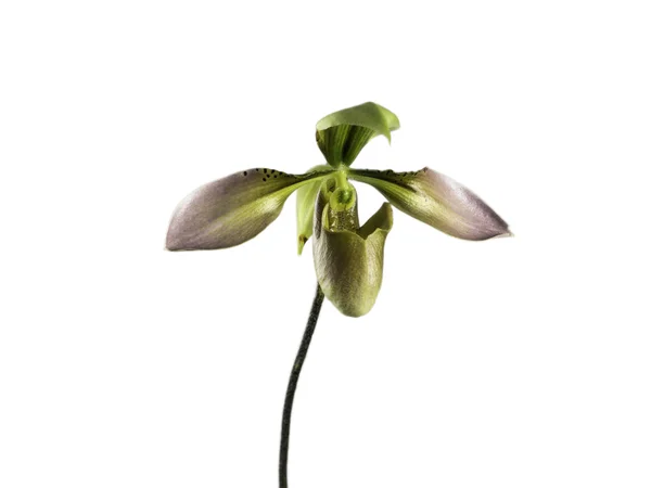 Isolato paphiopedilum orchidea o signora pantofola fiore su sfondo bianco — Foto Stock