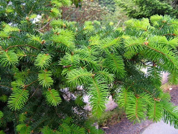 Green fir needles — Stock Photo, Image