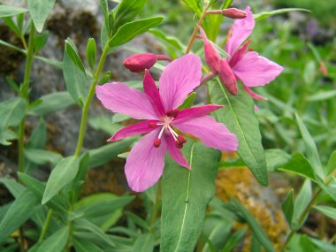 vahşi Pembe çiçek