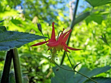 vahşi kırmızı çiçek