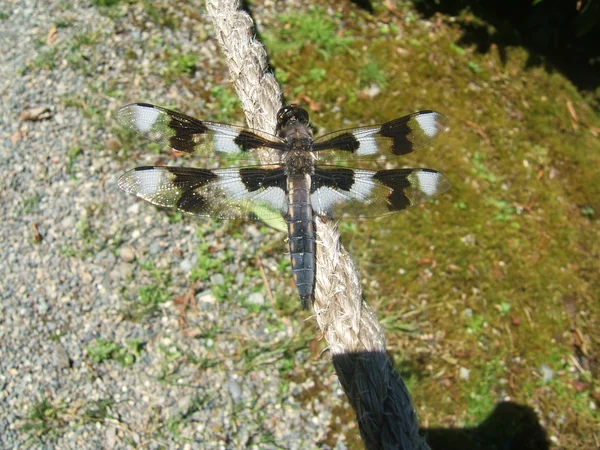 A libélula manchada senta-se na corda. Macro . — Fotografia de Stock