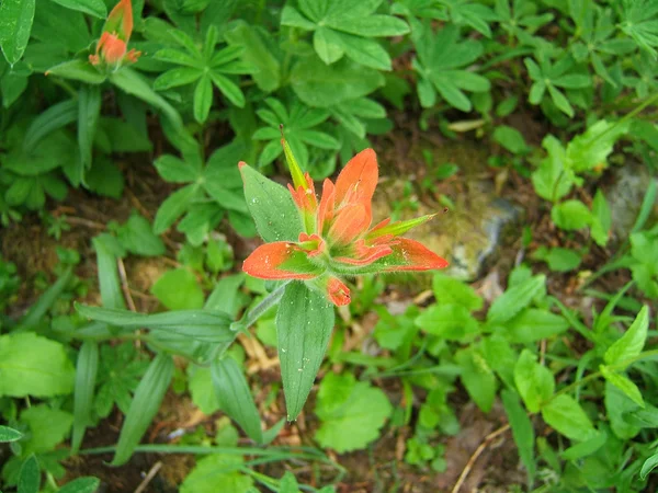 Oranje wild flower — Stockfoto