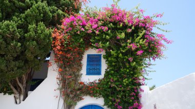 Sidi Bue Said, Tunus çiçek çevrili küçük mavi pencere