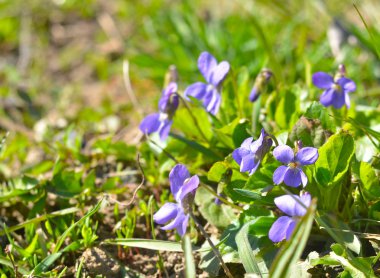 Bahar çiçeklerin - Menekşe