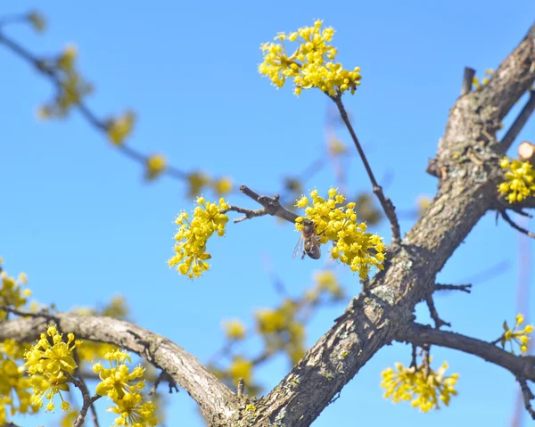 Dogwood flower against the sky Stock Picture