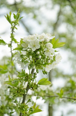 Beyaz kiraz çiçeği