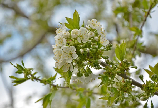 Fiore di ciliegio bianco — Foto Stock