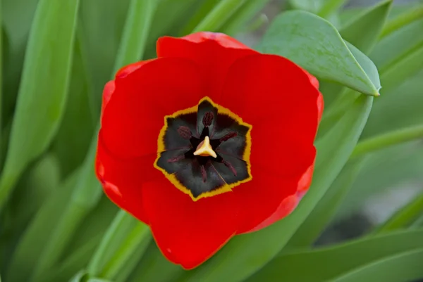 Big red tulip — Stock Photo, Image