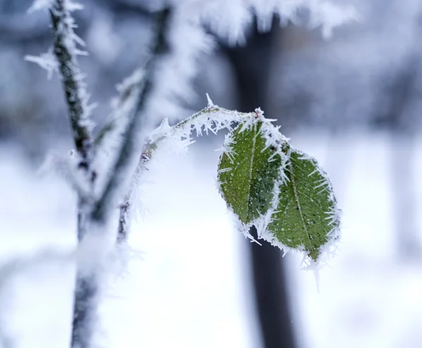 Frozen tulip leaves — Stock Photo, Image