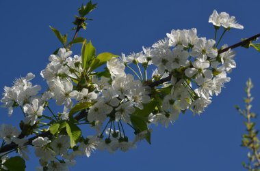 Bahar kiraz çiçeği