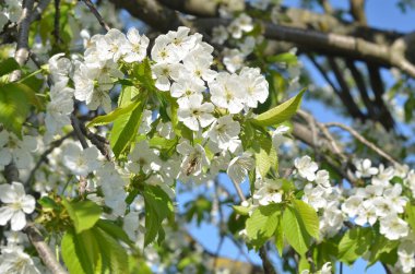 Bahar kiraz çiçeği