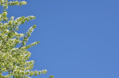 Bahar kiraz çiçeği