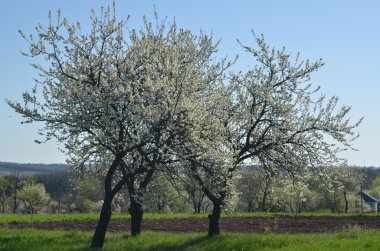 kırsal manzara çiçekli ağaçlar